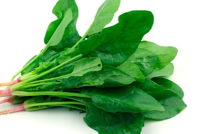 ¿Existe el Omega 3 Vegetal? Los Tres Tipos de Omega 3