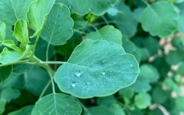 Pápaloquelite, el Omega 3 mexicano