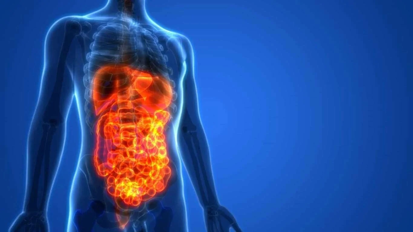 termogenesis omega 3