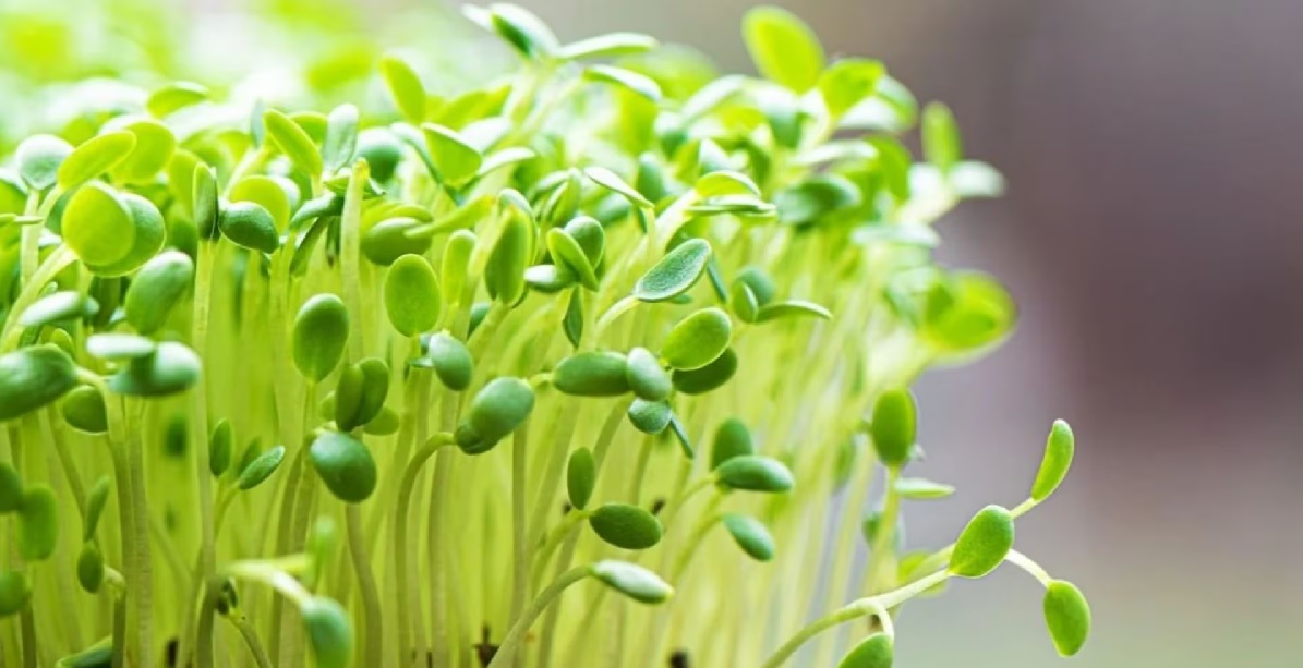 que_dice_la_ciencia_de_la_chia